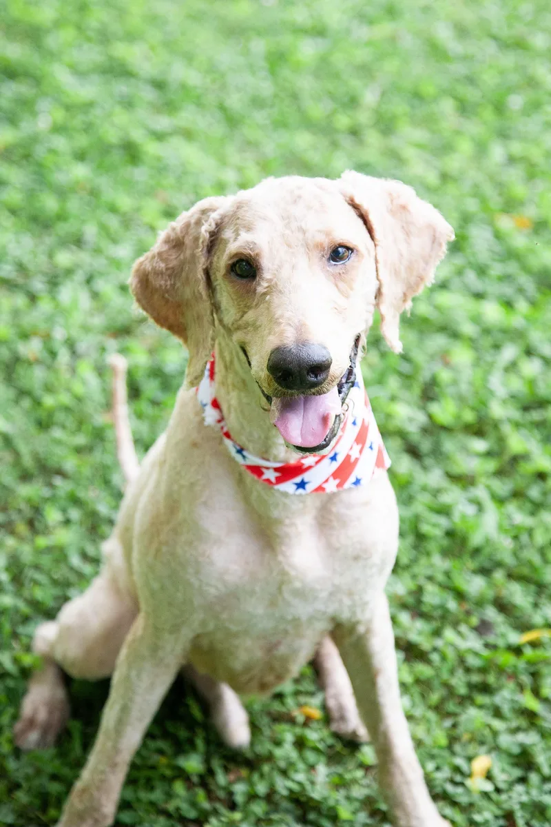 An adult large-sized male Golden Goldendoodle dog named Junior for adoption in Franklin, TN