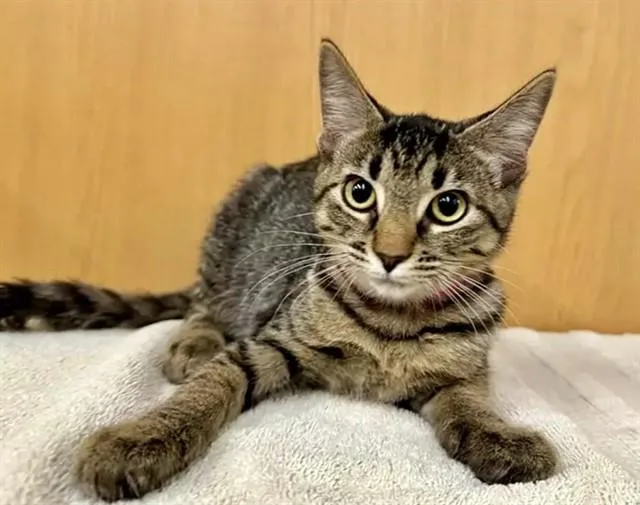 A baby small-sized female Domestic Short Hair cat named Sweetpea for adoption in Saint Louis, MO