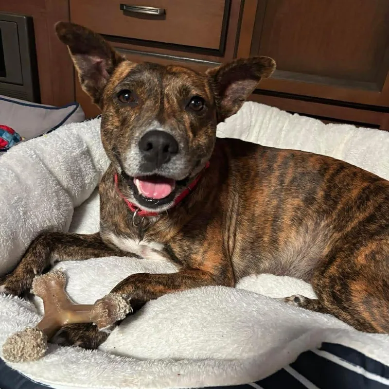 An adult medium-sized female Brindle American Staffordshire Terrier dog named Valentines for adoption in Spring, TX