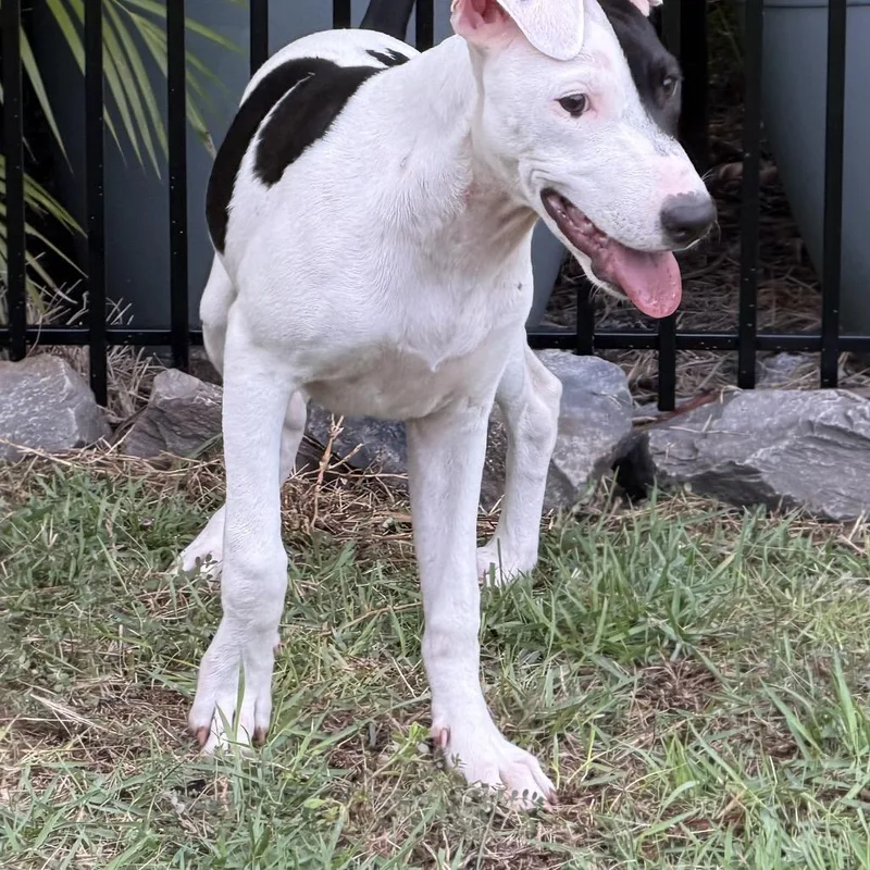 A young medium-sized female White / Cream Greyhound dog named Arrow for adoption in Volcano, HI