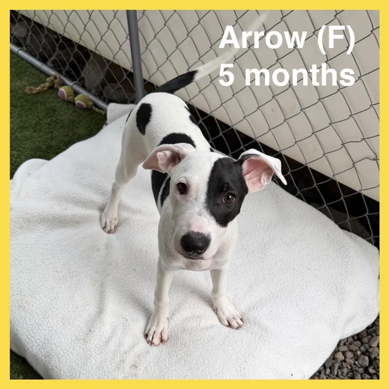 Arrow thumbnail 3