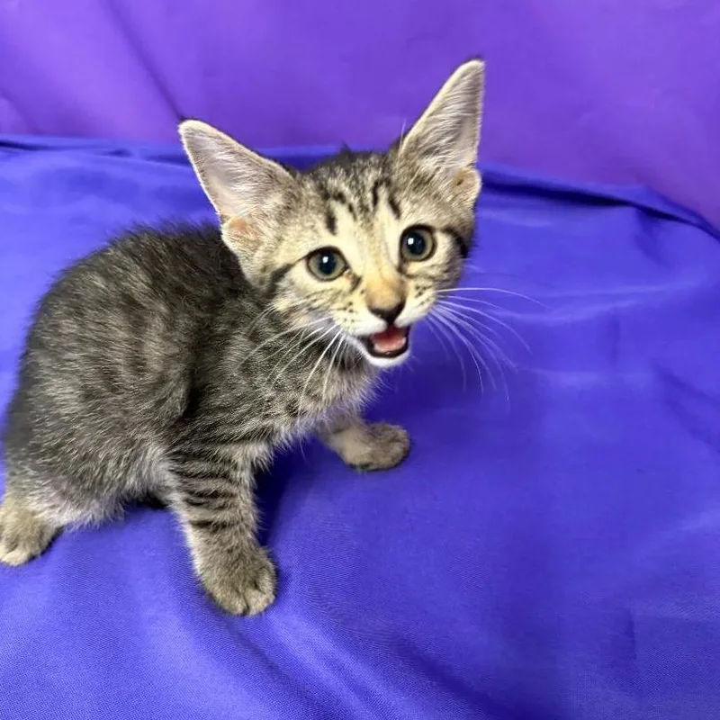A baby small-sized female Black Domestic Short Hair cat named Gemma for adoption in North Myrtle Beach, SC