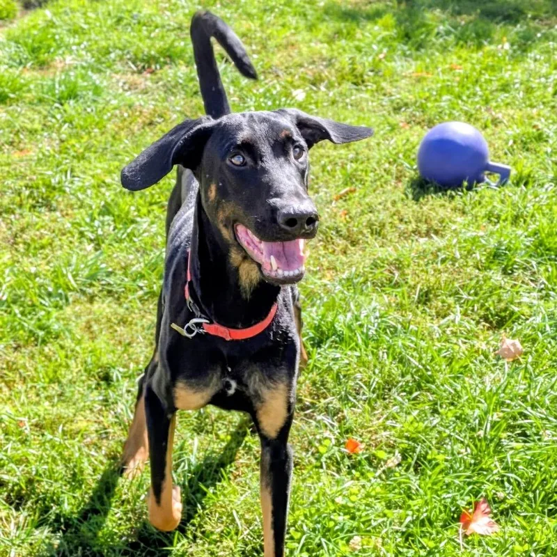 An adult large-sized male Doberman Pinscher dog named Jack for adoption in Sandown, NH