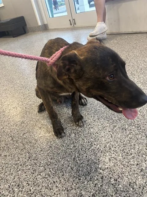 A young medium-sized male German Shepherd Dog dog named Bowser for adoption in Palmetto, FL