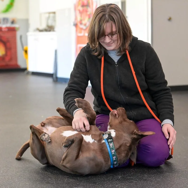 An adult large-sized female Red / Chestnut / Orange Mixed Breed dog named Sadie for adoption in Kennebunk, ME