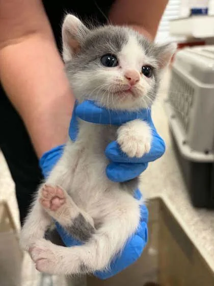 A baby small-sized female Domestic Short Hair cat named Moonbeam for adoption in Gastonia, NC