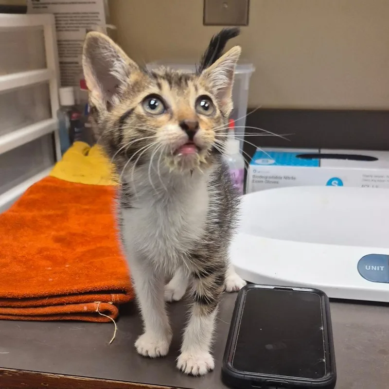A baby small-sized female Brown / Chocolate Domestic Short Hair cat named Straygeorgestreet for adoption in Columbus, GA