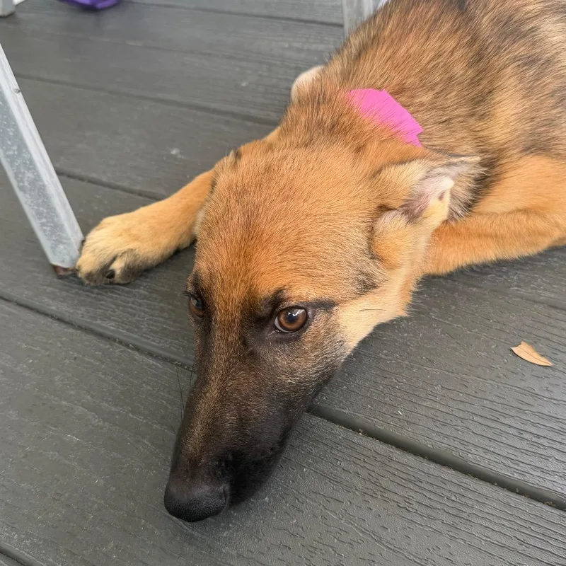 A baby large-sized female Yellow / Tan / Blond / Fawn German Shepherd Dog dog named Cosmopolitan for adoption in Lakeland, FL