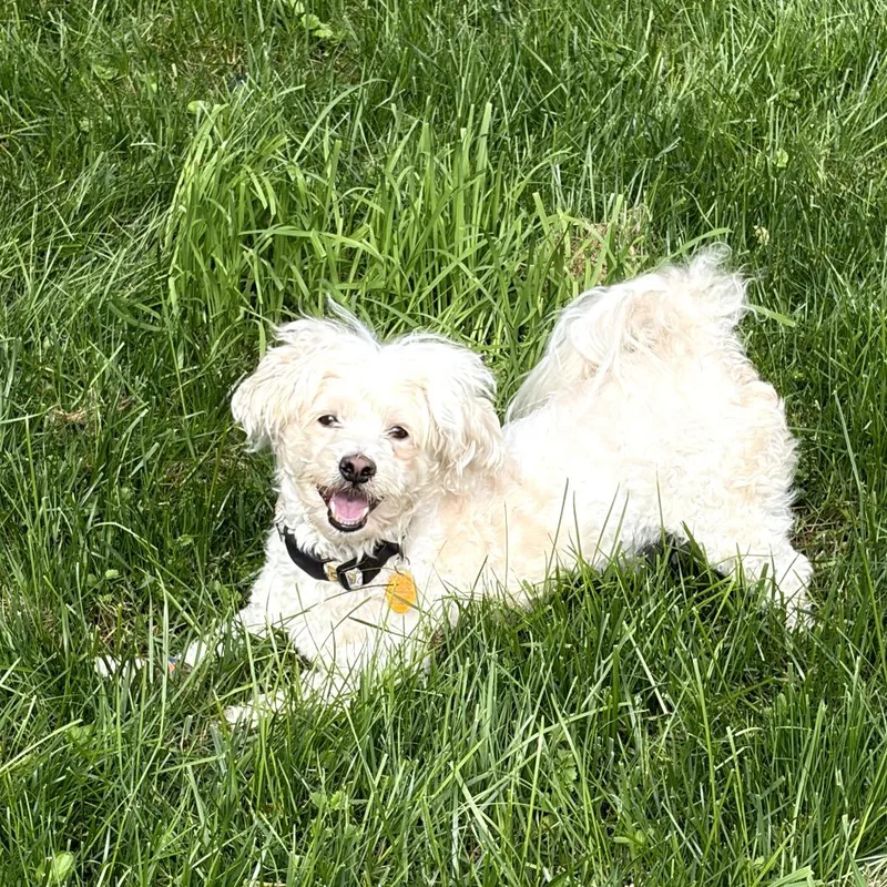 An adult small-sized male White / Cream Mixed Breed dog named Diego for adoption in Rockville, MD