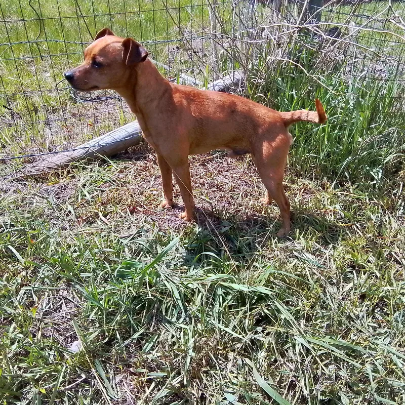 A young small-sized male Chihuahua dog named Levi for adoption in Oroville, WA