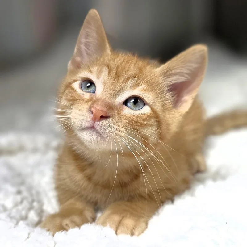A baby small-sized male Orange / Red Domestic Short Hair cat named Wyoming for adoption in Michigan City, IN