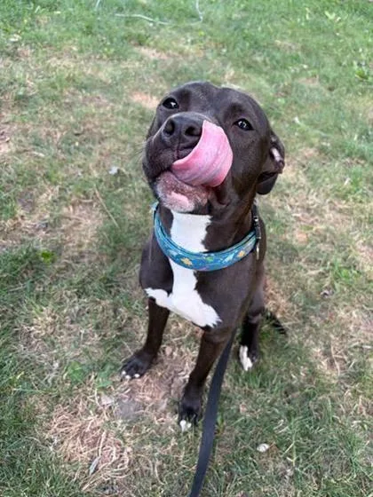 An adult medium-sized female Mixed Breed dog named Bonnie for adoption in Belleville, MI