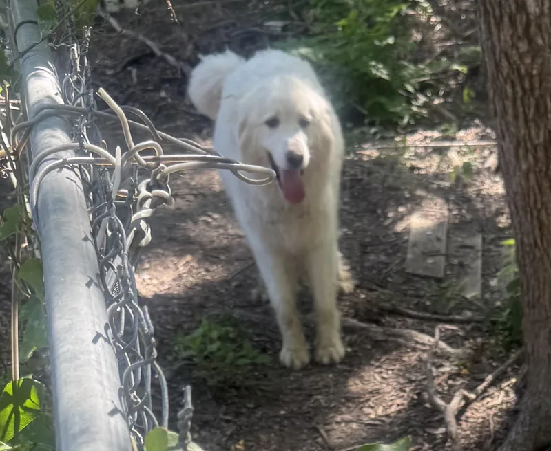 An adult large-sized male Great Pyrenees dog named Jed ATX for adoption in Quinlan, TX