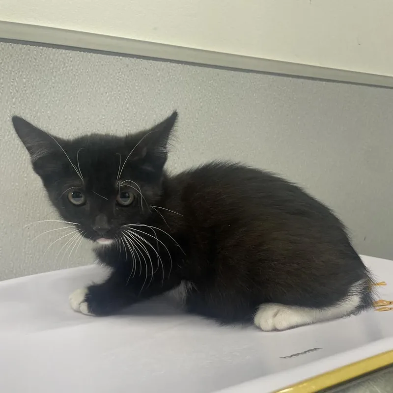 A baby small-sized male Black Domestic Short Hair cat named Vick for adoption in Tampa, FL