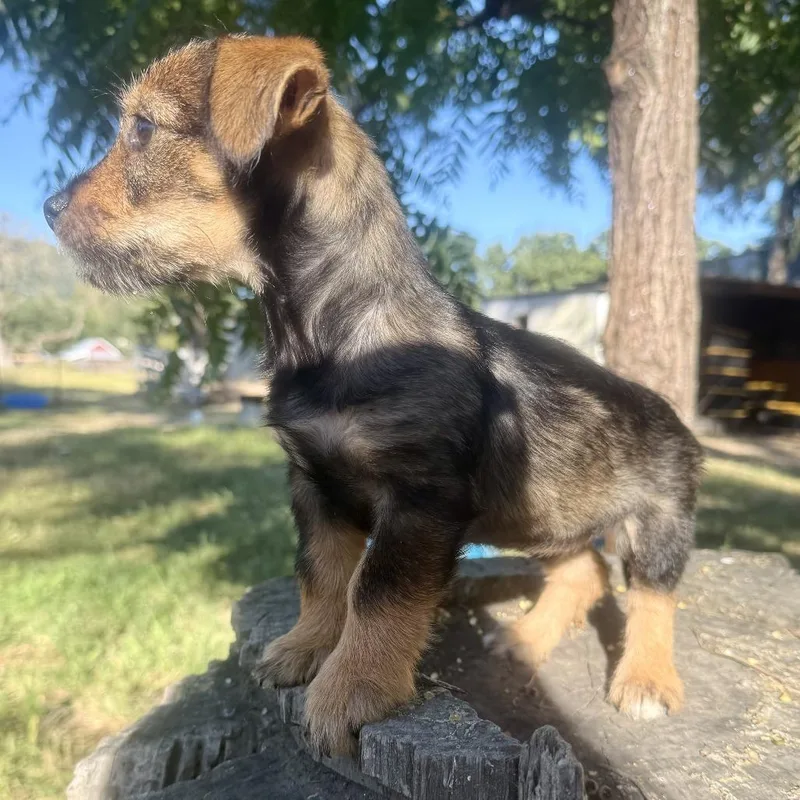 A baby small-sized female Yellow / Tan / Blond / Fawn Terrier dog named Miss Chicken for adoption in Sonoma, CA