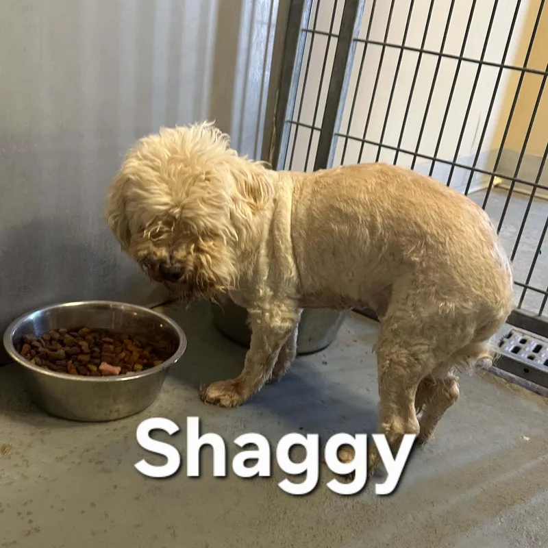 Shaggy thumbnail 3
