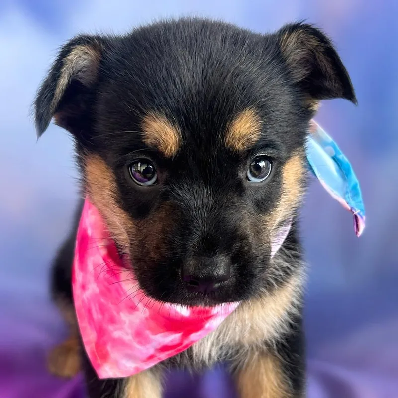 A baby small-sized female Black Australian Kelpie dog named Alberta for adoption in Boerne, TX