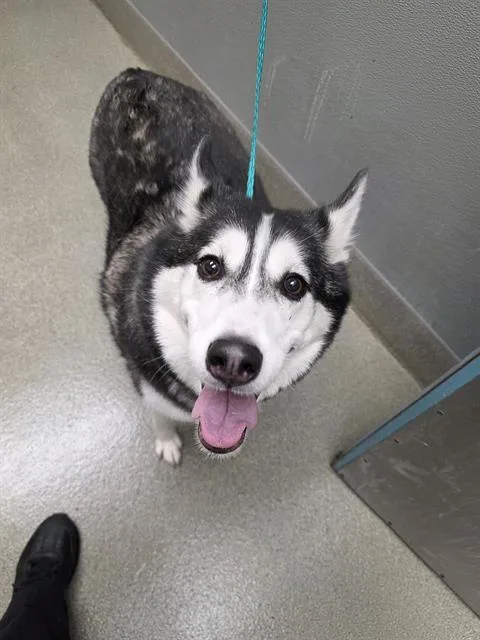 An adult large-sized female Siberian Husky dog named Pearl for adoption in Las Vegas, NV