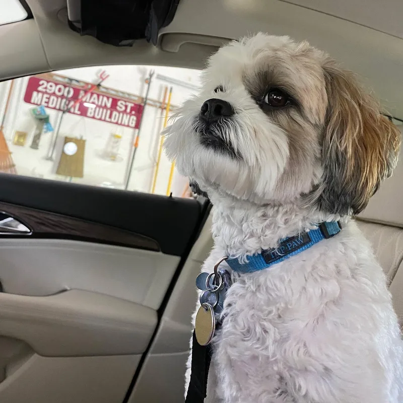An adult small-sized male Shih Tzu dog named Mickey for adoption in Danville, VT