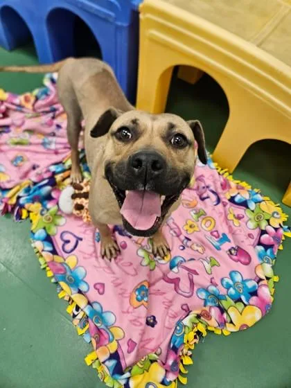 An adult large-sized female Mastiff dog named Mumsy for adoption in Westland, MI