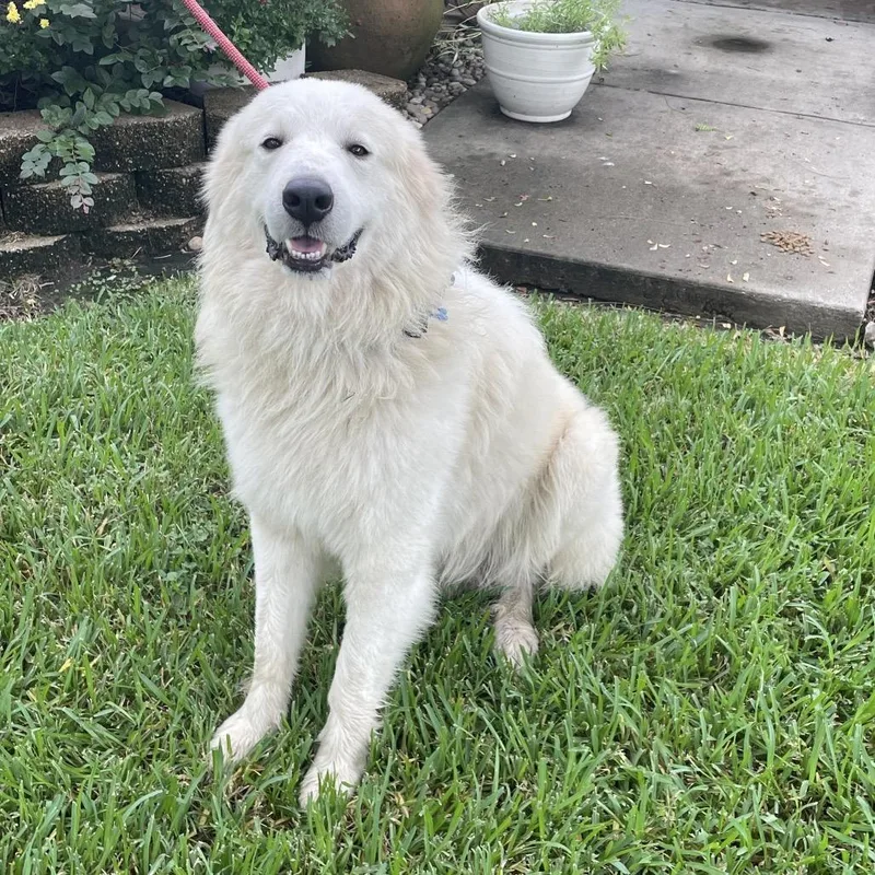 An adult large-sized male White / Cream Mixed Breed dog named Kai for adoption in Dickinson, TX