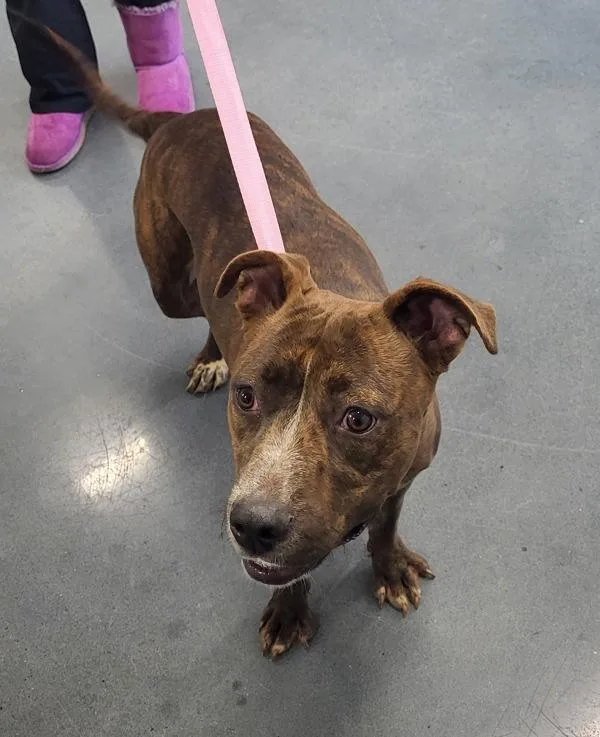 A young medium-sized female Pit Bull Terrier dog named Pen Jessie for adoption in Lawrenceville, GA