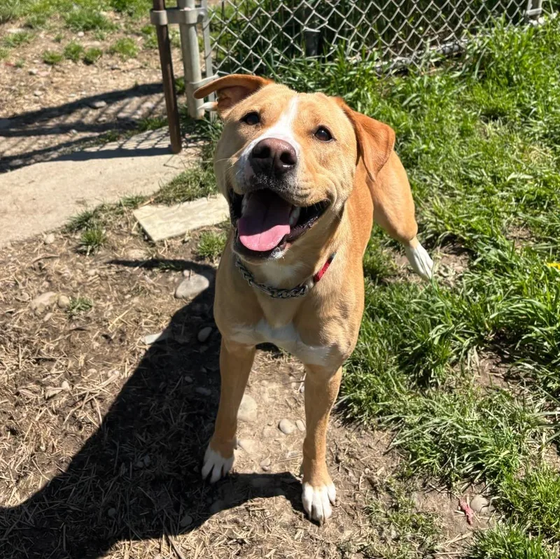 A young medium-sized female Mixed Breed dog named Marie for adoption in Olean, NY