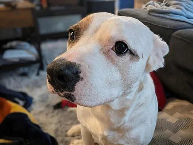 An adult medium-sized female Australian Cattle Dog / Blue Heeler dog named Sissy for adoption in Kent, WA