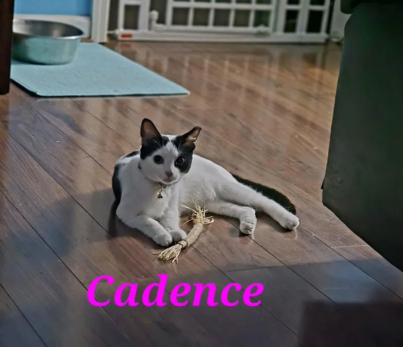 Cadence thumbnail 4