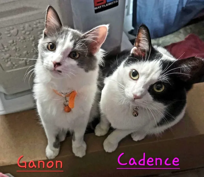 Cadence thumbnail 5