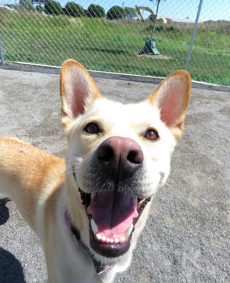 An adult medium-sized female Shiba Inu dog named Dingo for adoption in Van Wert, OH