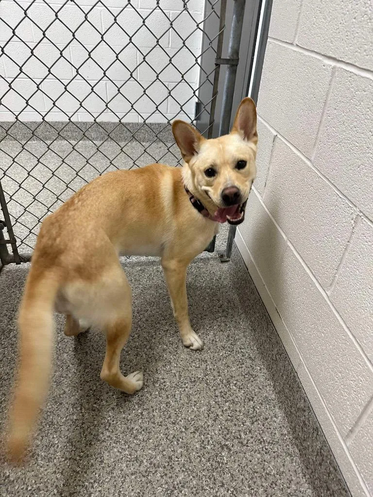 Dingo thumbnail 2