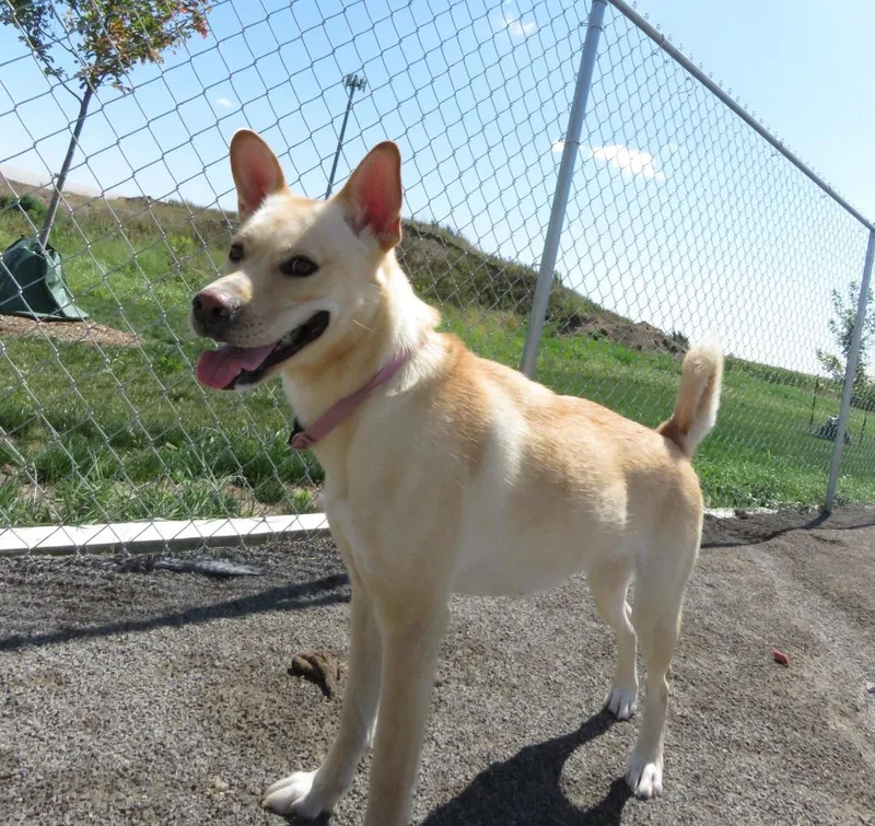 Dingo thumbnail 3
