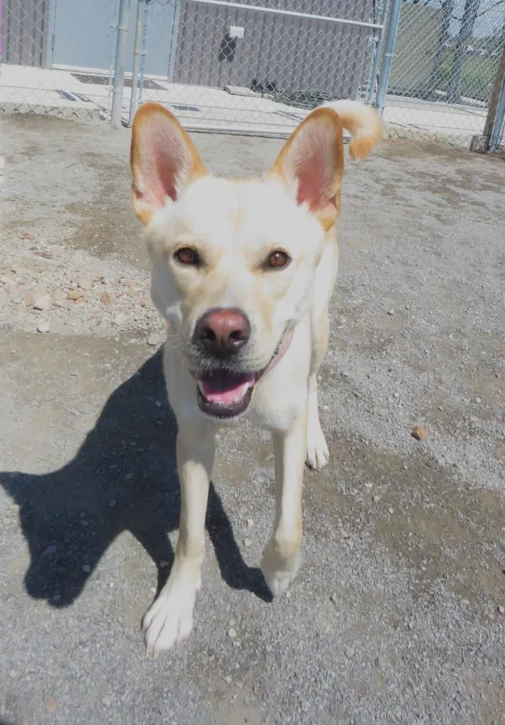 Dingo thumbnail 4