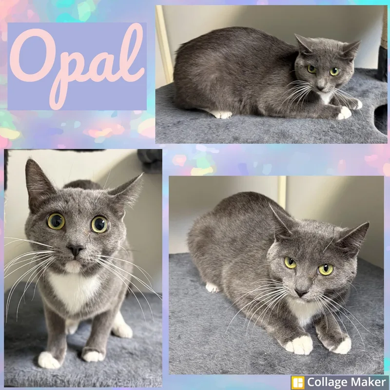An adult medium-sized female Domestic Short Hair cat named Opal for adoption in Clearfield, PA