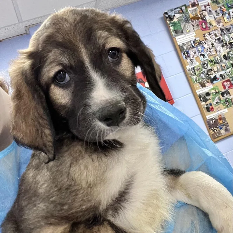A baby small-sized female Black Mixed Breed dog named Miami for adoption in New York, NY