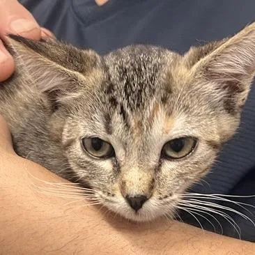A baby small-sized female Domestic Short Hair cat named Aquatic for adoption in Los Angeles, CA