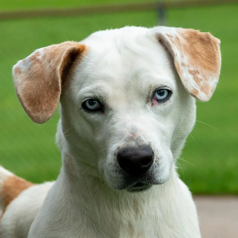 An adult medium-sized female Hound dog named Rose for adoption in Troy, OH