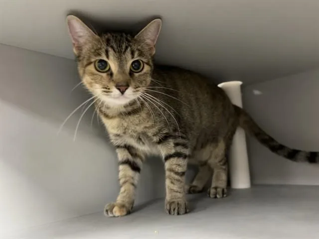 An adult medium-sized female Domestic Short Hair cat named Caramelo for adoption in Garland, TX