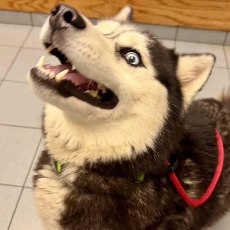 An adult large-sized female Black Husky dog named Adeline for adoption in Buffalo, NY
