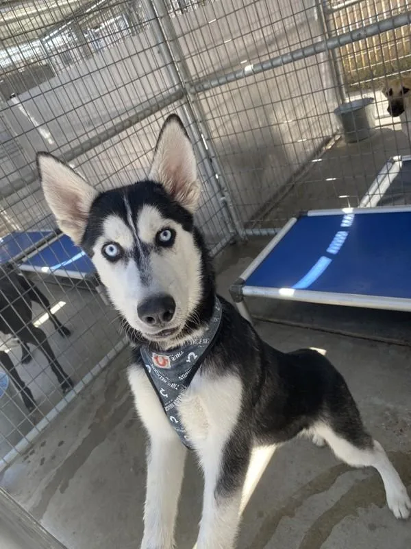 A young large-sized male Siberian Husky dog named Steele for adoption in Victorville, CA