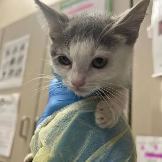 A baby small-sized female Domestic Short Hair cat named Nugget for adoption in Las Vegas, NV