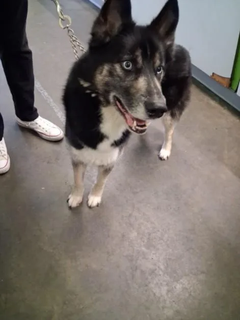 An adult large-sized male Siberian Husky dog named Joel for adoption in Los Angeles, CA