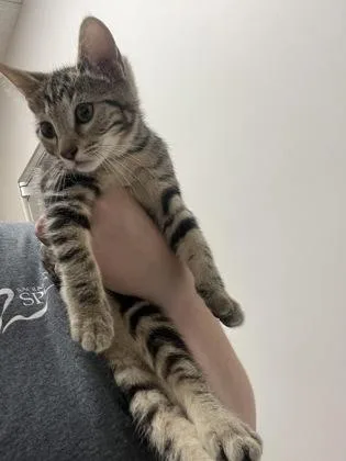 A baby small-sized female Domestic Short Hair cat named Bumblecorn for adoption in Sacramento, CA