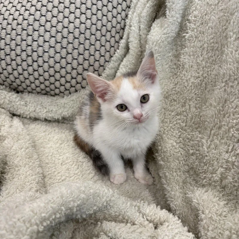 A baby medium-sized female Domestic Short Hair cat named Mango and kiwi for adoption in White Bluff, TN