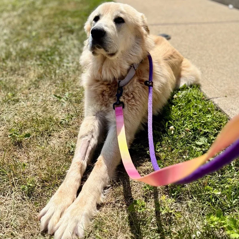 An adult large-sized female White / Cream Mixed Breed dog named Maw for adoption in Westhampton, NY