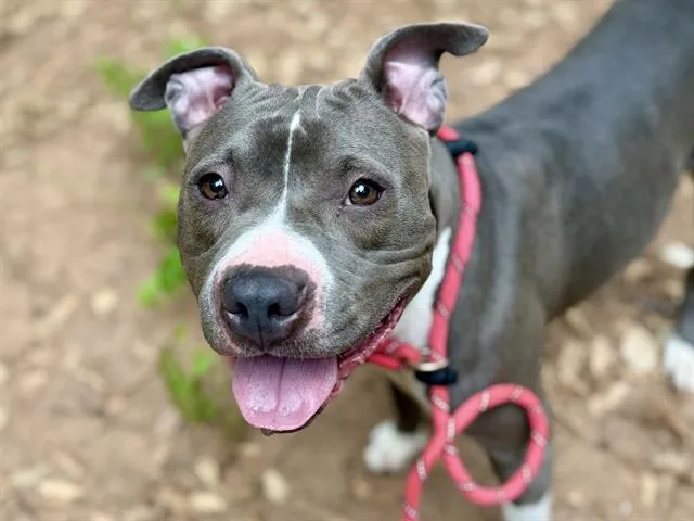 An adult large-sized female Pit Bull Terrier dog named Lentil for adoption in Charlotte, NC