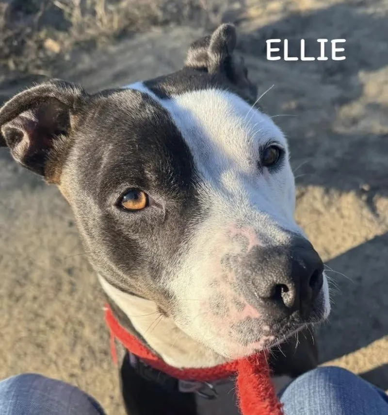 Ellie thumbnail 3