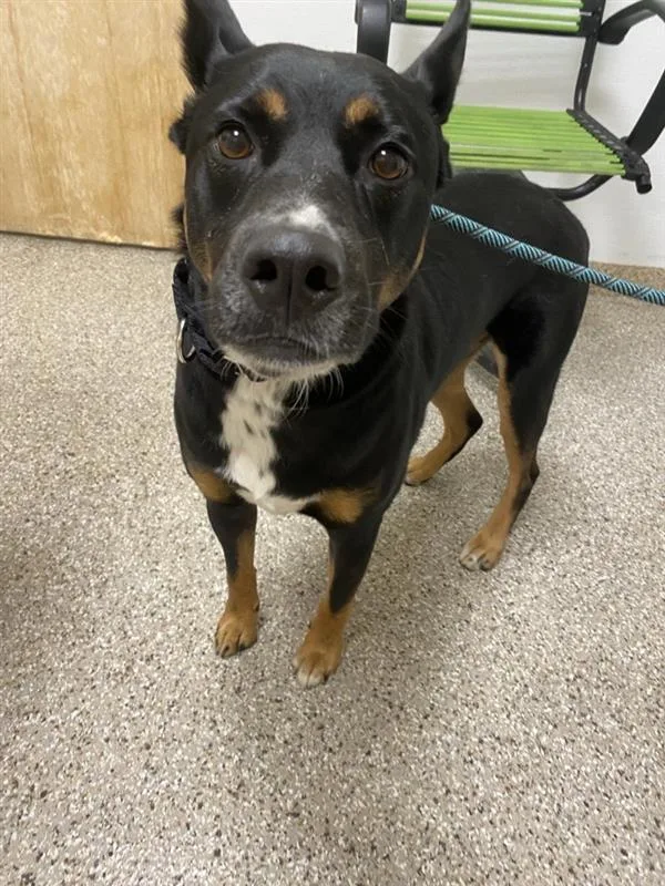 An adult medium-sized male Australian Kelpie dog named Buckaroo for adoption in Vancouver, WA