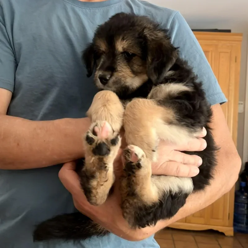 A baby medium-sized male Shih Tzu dog named Blake for adoption in Hillsborough, NJ